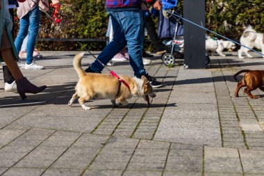 Wroclaw, Polonya - Eylül 2022: Wroclaw 'daki özgürlük meydanı ve Wroclaw' daki küçük ve büyük köpeklerle dolu şehir sokakları.