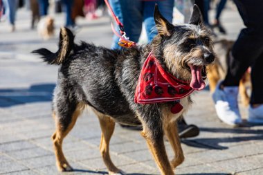 Wroclaw, Polonya - Eylül 2022: Wroclaw 'daki özgürlük meydanı ve Wroclaw' daki küçük ve büyük köpeklerle dolu şehir sokakları.