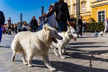 Wroclaw, Polonya - Eylül 2022: Wroclaw 'daki özgürlük meydanı ve Wroclaw' daki küçük ve büyük köpeklerle dolu şehir sokakları.