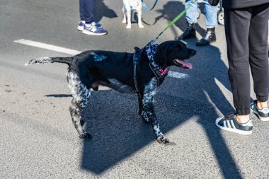 Wroclaw, Polonya - Eylül 2022: Wroclaw 'daki özgürlük meydanı ve Wroclaw' daki küçük ve büyük köpeklerle dolu şehir sokakları.