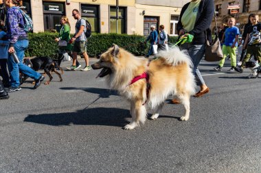 Wroclaw, Polonya - Eylül 2022: Wroclaw 'daki özgürlük meydanı ve Wroclaw' daki küçük ve büyük köpeklerle dolu şehir sokakları.