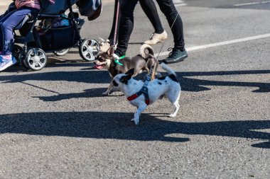 Wroclaw, Polonya - Eylül 2022: Wroclaw 'daki özgürlük meydanı ve Wroclaw' daki küçük ve büyük köpeklerle dolu şehir sokakları.