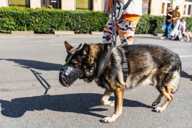 Wroclaw, Polonya - Eylül 2022: Wroclaw 'daki özgürlük meydanı ve Wroclaw' daki küçük ve büyük köpeklerle dolu şehir sokakları.