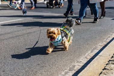 Wroclaw, Polonya - Eylül 2022: Wroclaw 'daki özgürlük meydanı ve Wroclaw' daki küçük ve büyük köpeklerle dolu şehir sokakları.