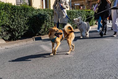 Wroclaw, Polonya - Eylül 2022: Wroclaw 'daki özgürlük meydanı ve Wroclaw' daki küçük ve büyük köpeklerle dolu şehir sokakları.