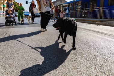 Wroclaw, Polonya - Eylül 2022: Wroclaw 'daki özgürlük meydanı ve Wroclaw' daki küçük ve büyük köpeklerle dolu şehir sokakları.