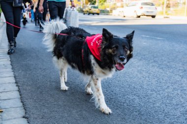Wroclaw, Polonya - Eylül 2022: Wroclaw 'daki özgürlük meydanı ve Wroclaw' daki küçük ve büyük köpeklerle dolu şehir sokakları.