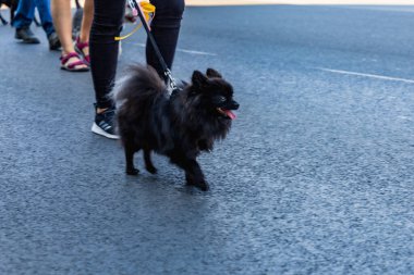 Wroclaw, Polonya - Eylül 2022: Wroclaw 'daki özgürlük meydanı ve Wroclaw' daki küçük ve büyük köpeklerle dolu şehir sokakları.