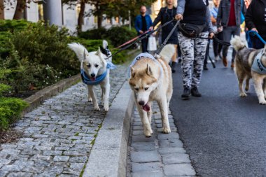Wroclaw, Polonya - Eylül 2022: Wroclaw 'daki özgürlük meydanı ve Wroclaw' daki küçük ve büyük köpeklerle dolu şehir sokakları.