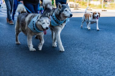 Wroclaw, Polonya - Eylül 2022: Wroclaw 'daki özgürlük meydanı ve Wroclaw' daki küçük ve büyük köpeklerle dolu şehir sokakları.