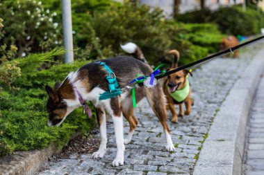 Wroclaw, Polonya - Eylül 2022: Wroclaw 'daki özgürlük meydanı ve Wroclaw' daki küçük ve büyük köpeklerle dolu şehir sokakları.