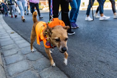 Wroclaw, Polonya - Eylül 2022: Wroclaw 'daki özgürlük meydanı ve Wroclaw' daki küçük ve büyük köpeklerle dolu şehir sokakları.