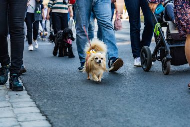 Wroclaw, Polonya - Eylül 2022: Wroclaw 'daki özgürlük meydanı ve Wroclaw' daki küçük ve büyük köpeklerle dolu şehir sokakları.