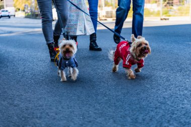 Wroclaw, Polonya - Eylül 2022: Wroclaw 'daki özgürlük meydanı ve Wroclaw' daki küçük ve büyük köpeklerle dolu şehir sokakları.