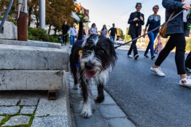 Wroclaw, Polonya - Eylül 2022: Wroclaw 'daki özgürlük meydanı ve Wroclaw' daki küçük ve büyük köpeklerle dolu şehir sokakları.