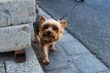 Wroclaw, Polonya - Eylül 2022: Wroclaw 'daki özgürlük meydanı ve Wroclaw' daki küçük ve büyük köpeklerle dolu şehir sokakları.