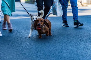 Wroclaw, Polonya - Eylül 2022: Wroclaw 'daki özgürlük meydanı ve Wroclaw' daki küçük ve büyük köpeklerle dolu şehir sokakları.