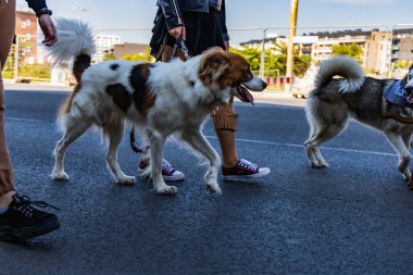Wroclaw, Poland - September 2022: Freedom square in Wroclaw and city streets full of small and big dogs at Wroclaw Dogs Parade Hau Are You organized by local homeless animal shelter clipart