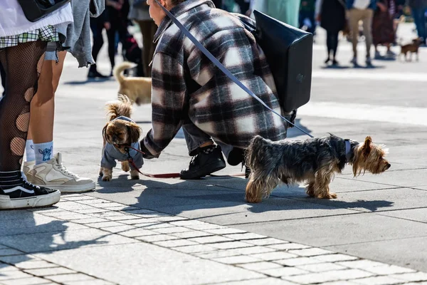 Wroclaw, Polonya - Eylül 2022: Wroclaw 'daki özgürlük meydanı ve Wroclaw' daki küçük ve büyük köpeklerle dolu şehir sokakları.