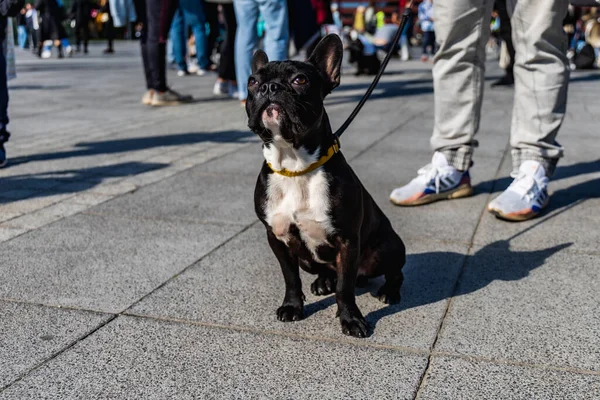 ポーランドのヴロツワフ 9月2022 ヴロツワフの自由広場と街の通りには大小の犬がたくさんいます — ストック写真