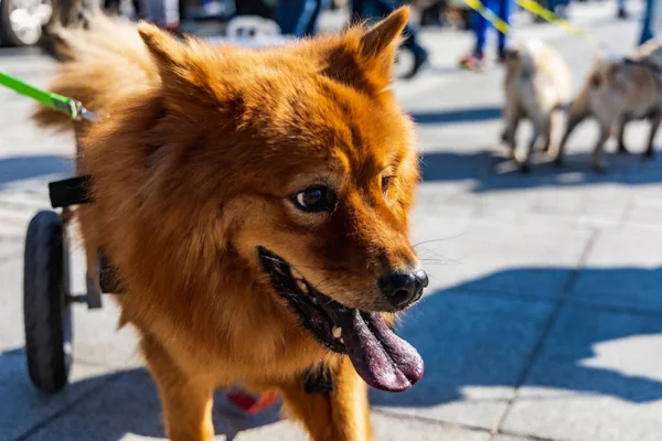 ポーランドのヴロツワフ 9月2022 ヴロツワフの自由広場と街の通りには大小の犬がたくさんいます — ストック写真