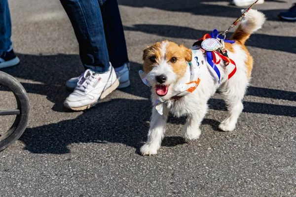 stock image Wroclaw, Poland - September 2022: Freedom square in Wroclaw and city streets full of small and big dogs at Wroclaw Dogs Parade Hau Are You organized by local homeless animal shelter