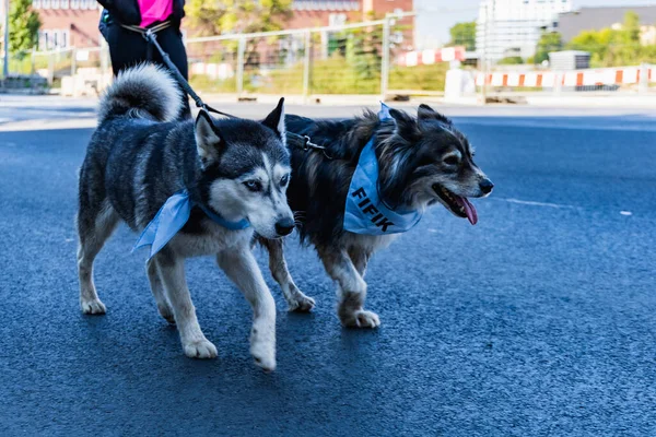 stock image Wroclaw, Poland - September 2022: Freedom square in Wroclaw and city streets full of small and big dogs at Wroclaw Dogs Parade Hau Are You organized by local homeless animal shelter