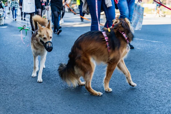 stock image Wroclaw, Poland - September 2022: Freedom square in Wroclaw and city streets full of small and big dogs at Wroclaw Dogs Parade Hau Are You organized by local homeless animal shelter