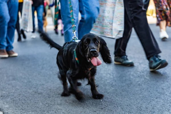 Wroclaw, Polonya - Eylül 2022: Wroclaw 'daki özgürlük meydanı ve Wroclaw' daki küçük ve büyük köpeklerle dolu şehir sokakları.