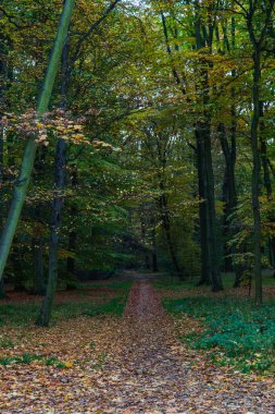 Sonbaharda ağaçlarla çalılar arasında renk dolu uzun ve dar bir patika var.