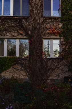 Sonbaharda duvarlarda renkli sarmaşıklar, renkli ağaçlar ve çalılarla dolu küçük bir bina.