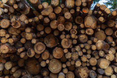 Dağ patikasının yanındaki dağ ormanında kesilen yüksek odun yığını.