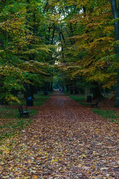 Langer Und Schmaler Weg Zwischen Büschen Und Bäumen Park Voller — Stockfoto