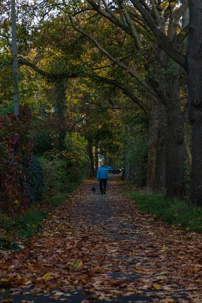 Long Narrow Path Bushes Trees Park Full Colors Fallen Leaves — Stock Photo, Image