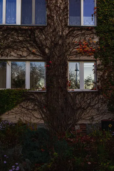 Sonbaharda duvarlarda renkli sarmaşıklar, renkli ağaçlar ve çalılarla dolu küçük bir bina.