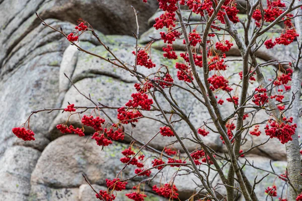 Kleiner Baum Mit Roter Eberesche Neben Bergpfad Vor Riesigem Felsen — Stockfoto