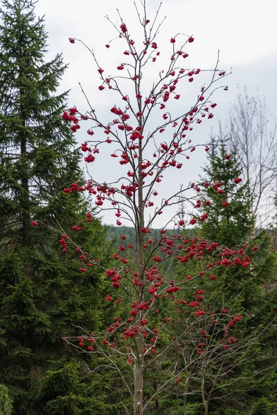 Yüksek Ağaçların Önündeki Dağ Yolunun Yanında Kırmızı Dağ Külleri Olan — Stok fotoğraf