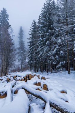 Bir sürü ağaç kışın karla kaplı dağlarda dağ patikalarının yanında yatıyor.