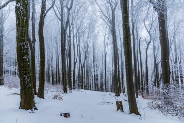 Yoğun siste gizlenmiş karla dolu yüksek ağaçlardan oluşan güzel bir kış dağı manzarası.