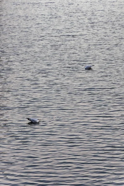 Zwei Kleine Weiße Vögel Schwimmen Bei Windigem Wetter Auf Dem — Stockfoto