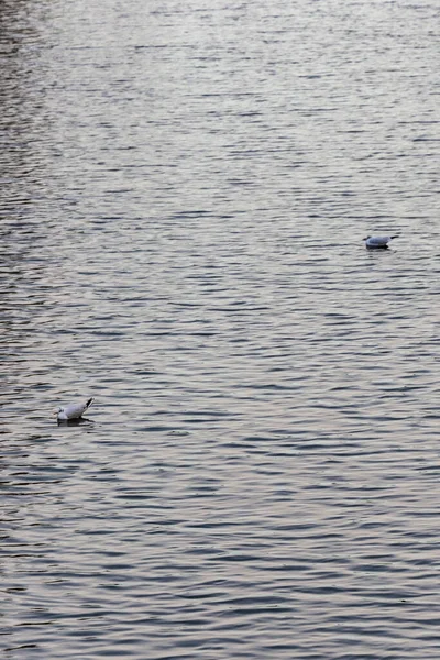 多风的日子里 有两只小白鸟在市中心的护城河上游泳 — 图库照片