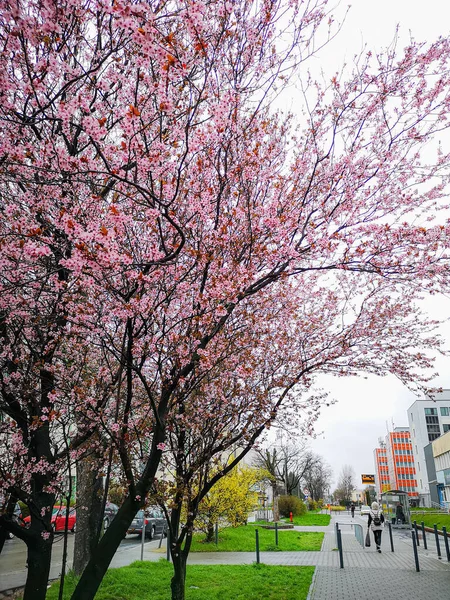 Wroclaw, Polonya - Nisan 12023: Japonya 'daki gibi küçük pembe çiçekli güzel bir ağaç yağmurlu sabahlarda otobüs durağına gitmek için uzun kaldırım üzerinde