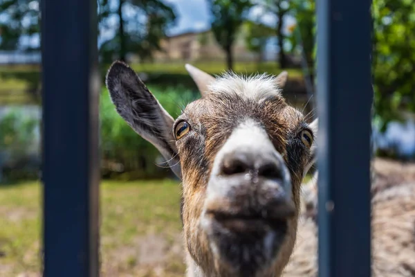Head of mature goat standing behind metal fence next to meadow and looking to the camera lens