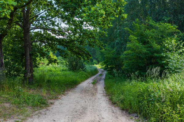 Güneşli bir sabahta yeşil ve yüksek çim çalıları ve ağaçlar arasında uzun ve kıvrımlı bir yol var.