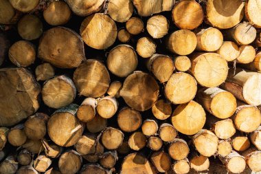 Güneşli bir günde dağ patikasının yanındaki ağaç kütükleri.