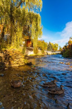 Polanica-Zdroj, Polonya - 21 Ekim 2023: Küçük Bystrzyca Dusznicka nehri ile ana gezinti alanının yanındaki küçük platformdan görülen yüzme ördekleri ile güzel manzara