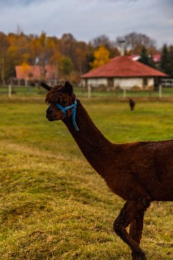 Bulutlu bir öğleden sonra yürüyen ve yiyen birkaç lama ve alpaka ile küçük yeşil bir açıklık.
