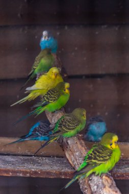 Küçük ve renkli papağan sürüsü küçük çiftlikteki büyük kafesin içindeki ahşap dalların üzerinde oturuyor.