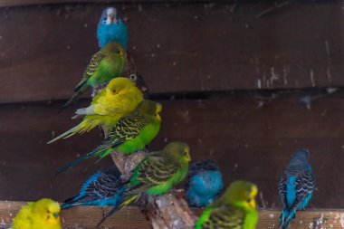 Küçük ve renkli papağan sürüsü küçük çiftlikteki büyük kafesin içindeki ahşap dalların üzerinde oturuyor.