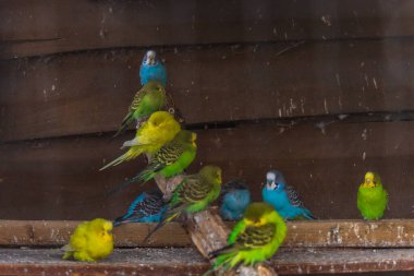 Küçük ve renkli papağan sürüsü küçük çiftlikteki büyük kafesin içindeki ahşap dalların üzerinde oturuyor.